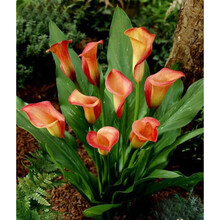 现货荷兰进口彩色马蹄莲种球大球彩马种球多年生盆栽球根马蹄莲花 红衣 12+