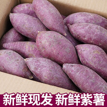 5斤紫薯紫罗兰新鲜紫薯农家板栗沙土地瓜新鲜蔬菜紫心山芋小番薯 2500g 中果