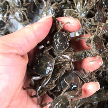 KJHGF淡水养殖大闸蟹苗鲜活小螃蟹毛蟹苗蟹苗 中苗 80只左右/斤