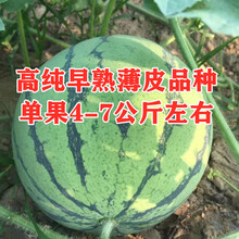 早熟8424麒麟西瓜种孑籽南方四季高产特大果懒汉超甜薄皮西瓜种子 南汇8424罐装拆零100粒