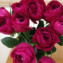 红豆（Hodo）伊芙酒窖月季1加仑盆栽 切花月季多季开花浓香红色勤花浓香 带盆载好