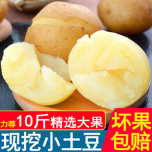 【黄心土豆】现挖土豆马铃薯5斤/10斤装蔬菜 5斤