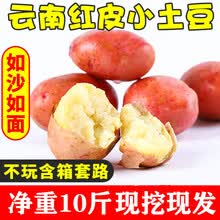 大地果缘【农家自种】 云南红皮小土豆黄心洋芋净重10斤当季新鲜蔬菜马铃薯粉面香甜 5000g