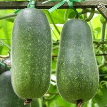 寿禾 广东黑皮特大冬瓜种子冬瓜苗肉厚冬瓜苗春秋蔬菜小冬瓜 黑虎大冬瓜菜瓜寿光蔬菜种籽种苗 绿春小冬瓜种子 10g装