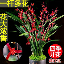 艾莹兰花 绿云梅 矮种浓香兰花苗花卉盆栽冬带花苞室内阳台绿植物 促销：满江红2苗裸根