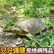 外塘大甲鱼活体生态王八中华鳖鲜活老鳖团鱼特产滋补品 买一加一合计2斤(活动款)