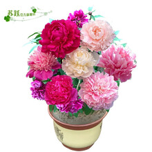 芍药种根根块带芽芍药种根重瓣芍药花当年开花芍药花苗牡丹花苗赛玫瑰蔷薇 玉姑娘