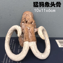 恐龙化石考古挖掘玩具大号霸王龙剑龙翼龙模型摆件儿童手工3-6-9 猛犸象 头骨