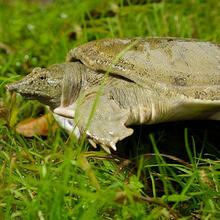 【所友旗舰店】足斤【鲜活甲鱼 包活送达】大甲鱼活体食用中华鳖苗水鱼王八土鳖 3.5斤稻田甲鱼