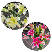 基地香水百合直发昆明助农鲜花玫瑰花束直批家用水养同城速递 百合严选黄10+香水红百合10朵 送 不含花瓶
