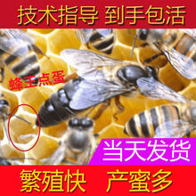 蜂王活体开产王种王中蜂蜂王蜜蜂活产卵王种中蜂王王 长白山王15天内新王产王