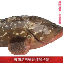 【已通过核酸检测】沈志雄　船长国产福建东山岛海捕速冻大红石斑鱼红斑鱼桂鱼红斑大鲑鱼 海鲜礼盒年货礼盒 1条大红斑1.9-2.4斤