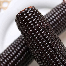 寿禾 黑甜糯玉米种子杂交高产黏粘糯米玉米高产籽春季播种批发乌黑紫红黑山东蔬菜种籽 黑糯6号玉米种子200g