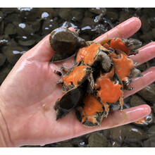 KJHGF美国珍珠鳖活体观赏甲鱼乌龟吃鱼粪鱼缸清道夫角鳖苗宠物深水龟苗 2-3厘米红腹中华鳖 1对情侣