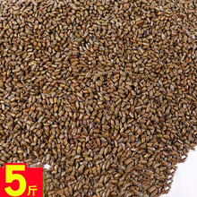 儿童决明子玩具沙池宝宝玩沙子挖沙套装小孩家用室内沙滩池围栏 5斤决明子