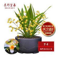东郡贸易国兰 跳舞香水文心兰 梦香 冬带浓香味花苞 精品文心兰花苗室内好养鲜花卉盆栽办公室绿植物盆景 中盆开黄色花2-4苗，原培养基发货