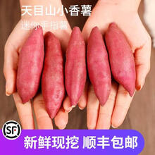 梓乐果 新鲜红薯正宗临安天目山小香薯迷你板栗地瓜山芋5斤手指番薯10 3斤 中果