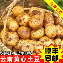 云南新鲜黄皮黄心大土豆蔬菜大号马铃薯小洋芋5斤 黄皮大土豆5斤