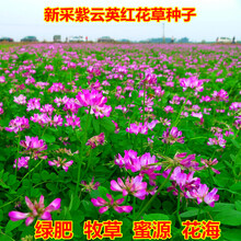 茗花潭进口黑麦草种子四季多年生牧草种子耐寒畜牧养殖草种喂猪牛羊鱼草 紫云英种子1斤