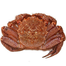 北海道红毛蟹冰鲜螃蟹海鲜毛蟹现货蟹上海闪送 冰鲜 1.8斤