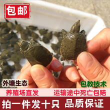艚旺鲜汇   10只甲鱼苗外塘中华小甲鱼苗团鱼苗龙鱼活饲料包活 10g 10只外塘苗