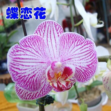 蝴蝶兰花苗盆栽带花苞花剑四季好养客厅餐桌鲜花室内卉绿植物 蝶恋花(3个月开花，买三加一) 含盆