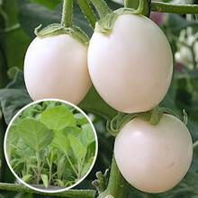 寿禾 茄子苗种苗杭茄长茄鸡蛋茄白茄嫁接黑茄山东寿光优质蔬菜苗春季秧苗种苗 鸡蛋茄苗 10棵