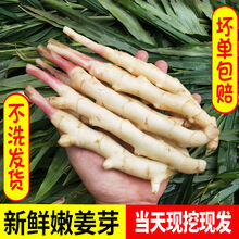 【现挖现发】四川嫩姜仔姜鲜姜新鲜竹根姜红芽姜嫩姜3/5斤 姜芽5斤