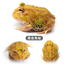 蛙活体爬宠两栖宠物宇治南瓜绿黄金观赏活体非洲牛蛙古介 黄金3-4cm