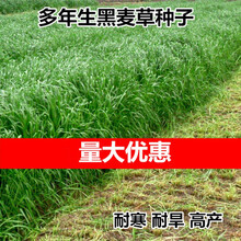 四季牧草种子多年生黑麦草籽菊苣紫花苜蓿鸡鸭鹅猪牛羊兔鱼草种子骏楷园林 多年生黑麦草种子/斤