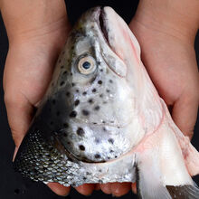 三文鱼头鱼头超大冰鲜海鲜水产鲜活烧烤炖汤食材鱼头 2只尝鲜装 单只200-250克