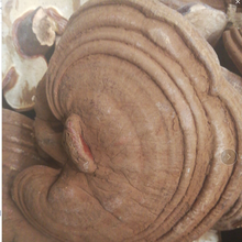 伟博赤灵芝个新货红灵芝 整灵芝 灵芝片 赤灵芝粉 灵芝孢子粉 带粉赤灵芝500克