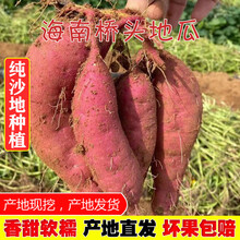 海南澄迈桥头富硒地瓜新鲜红薯黄心番薯板栗薯10斤带箱 5斤 大果