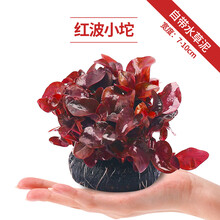 疯狂水草鱼缸水草坨草植物活体增氧淡水新手懒人水榕造景入门级水培水草 红波小坨