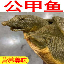 冷藏发货  公甲鱼  放养甲鱼活体老龟鳖中华鳖  欧林醉尔 7-9两 冷水甲鱼苗