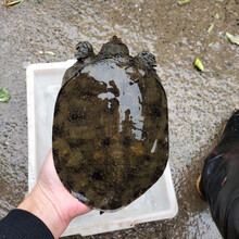 黑花甲鱼中华鱼老鳖脚鱼团鱼水鱼王八鲜活水产生态放养野生活体。欧因 黑花甲鱼 4.5斤--4.8斤