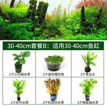 于家林子水草活体新手懒人沉木水榕淡水鱼缸生态造景套餐用品水族箱装饰阴性真植物后景草 30-40cm套餐B