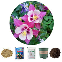 乐子君 勿忘我种子易种四季花草花卉盆栽庭院室内外四季开花不断花种籽子 耧斗菜200粒+花盆+营养土+肥