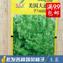 蔬菜种子小香芹黄瓜菠菜苦菊红皮面荷兰豆朝天椒荠菜鸡毛菜 生菜