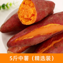 【坏薯必赔】新鲜红薯沙地番薯白红心黄心地瓜蜜薯板栗薯红薯 5斤中薯(精选装)