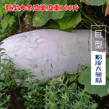 巨型特大冬瓜种子大冬瓜种子枕瓜黑冬瓜水果冬瓜蔬菜种子 粉皮巨型冬瓜种子 30粒
