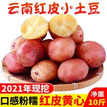 恩施新鲜小土豆 云南红皮黄心小土豆 迷你马铃薯大蔬菜洋芋 红皮小土豆 5斤