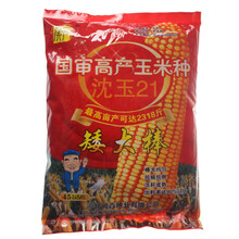 矮大棒/沈玉21 大田种植杂交玉米种子基地 高产大穗抗病国审玉米 矮大棒/沈玉21/4400粒【一亩地】 矮杆大棒又