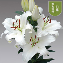 3颗百合种球四季开花室内外花卉盆栽香水百合花种子好养易活耐寒 A5白色3颗球+生根粉 12+