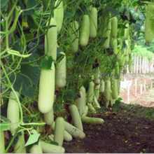 进口奶油白黄瓜种子青瓜脆瓜春秋高产抗病室内盆栽白玉四季播瓜种 518白黄瓜 10粒简装