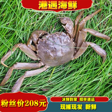 港遇海鲜 大闸蟹鲜活 生鲜螃蟹 淡水蟹 公蟹3.0-3.3两母蟹2.0-2.3两 4对8只