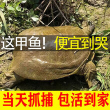 鲜美惊 大甲鱼活体黄沙鳖生态王八水产中华鳖鳖苗鲜活团鱼特产 2.7-3斤青背老鳖【外塘】