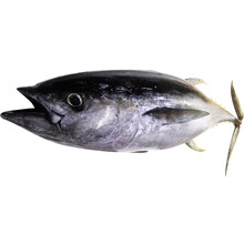 金枪鱼新鲜整条刺身黄鳍蓝旗中落大腹冷冻肉排鲜活大目生鱼片大脂 500g