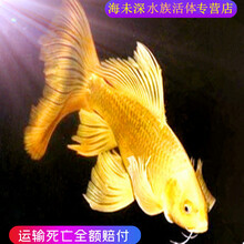 【采缇】 日本纯种龙凤锦鲤黄金龙凤锦鲤鱼活体白金龙凤红金龙凤球形蝴蝶鲤短身蝴蝶鲤冷水鱼风水鱼 9-11CM黄金龙凤一条