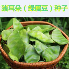 猪耳朵种子 驴耳朵扁豆 豆角种子  绿眉豆种籽 蔬菜种子 高产 猪耳朵(绿眉豆)10克分装约30粒